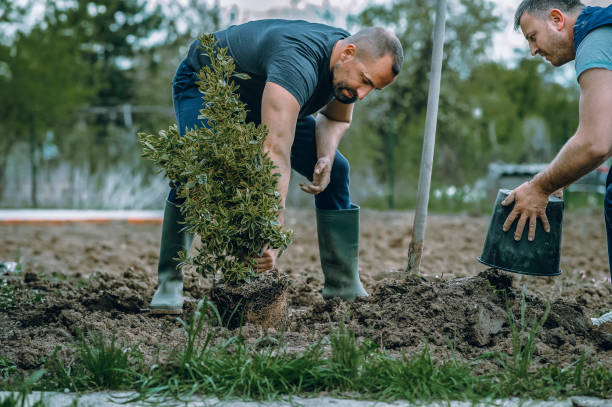 Best Tree Branch Trimming  in Laton, CA